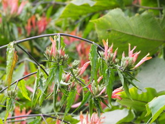 Clinacanthus nutans