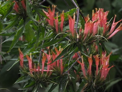 Clinacanthus nutans