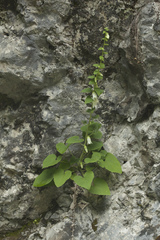 Campanula alliariifolia