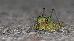 Eupholidoptera giuliae