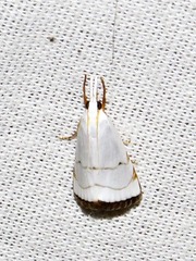 Pseudocatharylla xymena