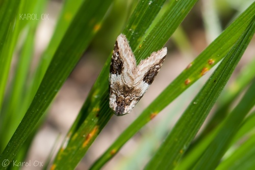 morička jasnobiela (Pseudeustrotia candidula)