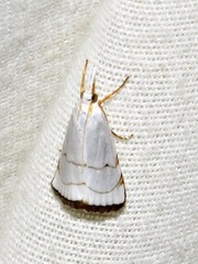 Pseudocatharylla xymena