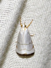 Pseudocatharylla xymena