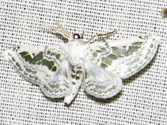 Chionopora tarachodes