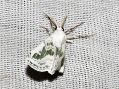 Chionopora tarachodes