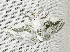 Chionopora tarachodes