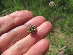 Allium splendens