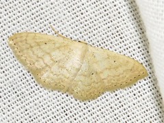 Scopula spoliata