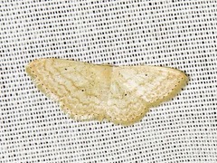 Scopula spoliata