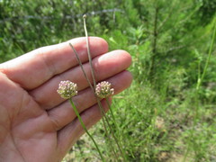 Allium splendens