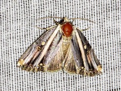 Anedhella rectiradiata