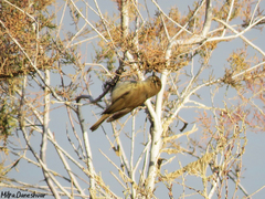 Phylloscopus sindianus lorenzii