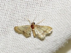Idaea squamulata