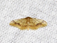 Idaea squamulata