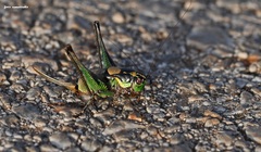 Eupholidoptera giuliae