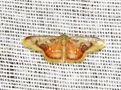Idaea purpurascens
