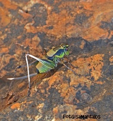 Eupholidoptera giuliae