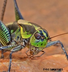 Eupholidoptera giuliae