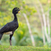 Great Curassow - Photo (c) Morten Ross, some rights reserved (CC BY-NC), uploaded by Morten Ross