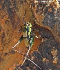 Eupholidoptera giuliae