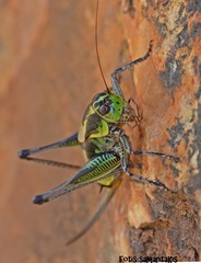 Eupholidoptera giuliae