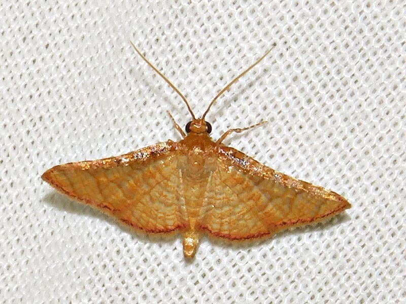 Rhodoneura