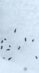 Ceratophysella sigillata