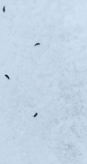 Ceratophysella sigillata