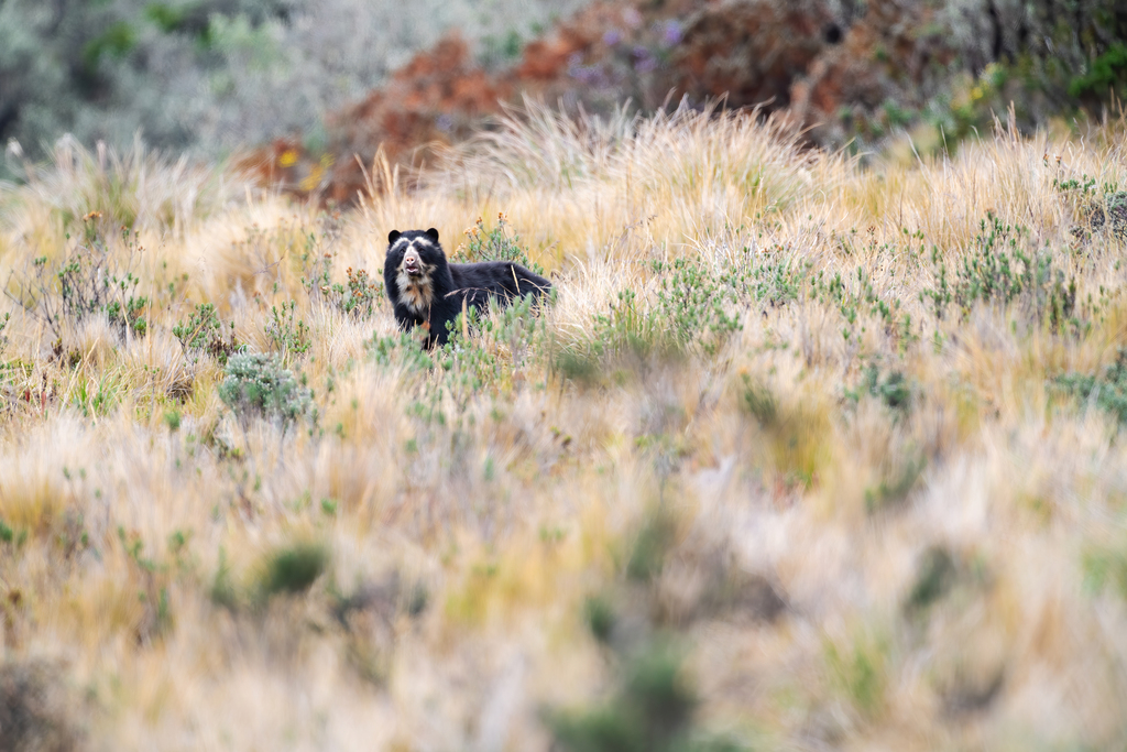 Andean Bear