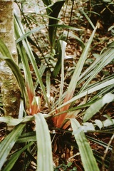Bromelia agavifolia