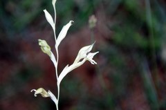 Gladiolus permeabilis