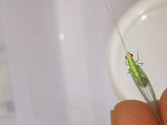 Pseudomallada flavifrons