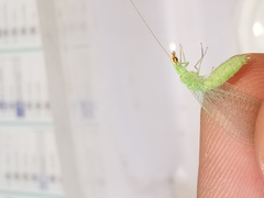 Pseudomallada flavifrons