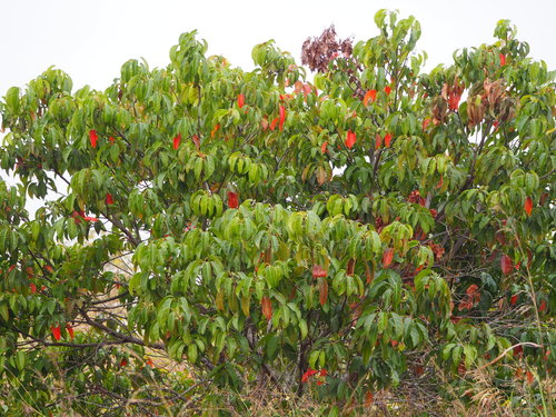 Image of Elaeocarpus serratus by no rights reserved