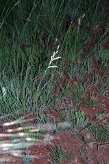 Gladiolus permeabilis