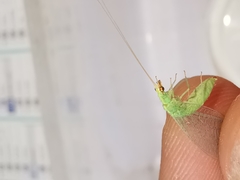 Pseudomallada flavifrons