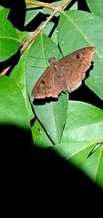 Morvina fissimacula