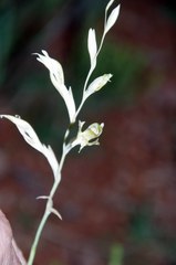 Gladiolus permeabilis