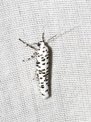 Yponomeuta strigillatus