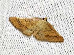 Stemmatophora depressalis