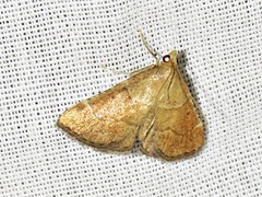 Stemmatophora depressalis