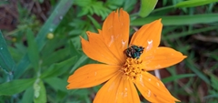 Calloceratina