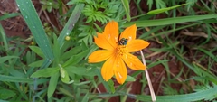 Calloceratina