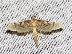 Dolicharthria lanceolalis