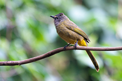 Pycnonotus flavescens