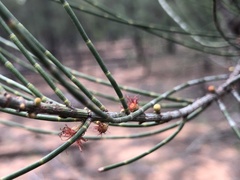 Allocasuarina luehmannii