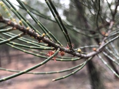 Allocasuarina luehmannii