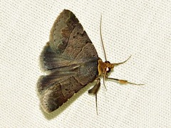 Plecoptera melalepis