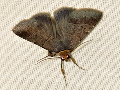 Plecoptera melalepis